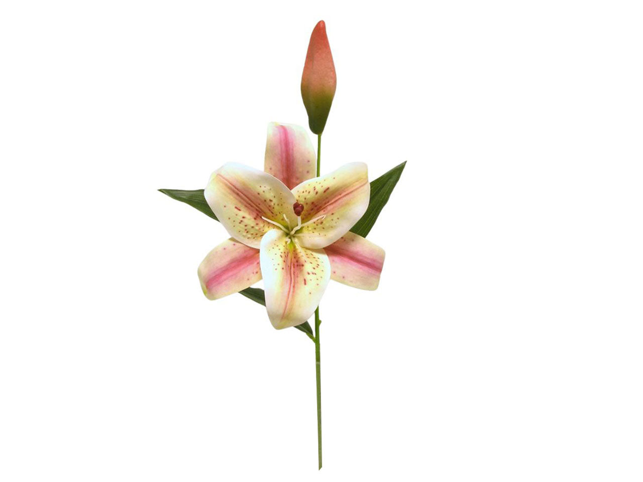 Tiger lily spruzzata 1 fiore 1 gemma pesca