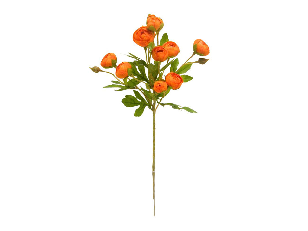 Ranunculus smalls spruzzato 12 fiori 56cm orange