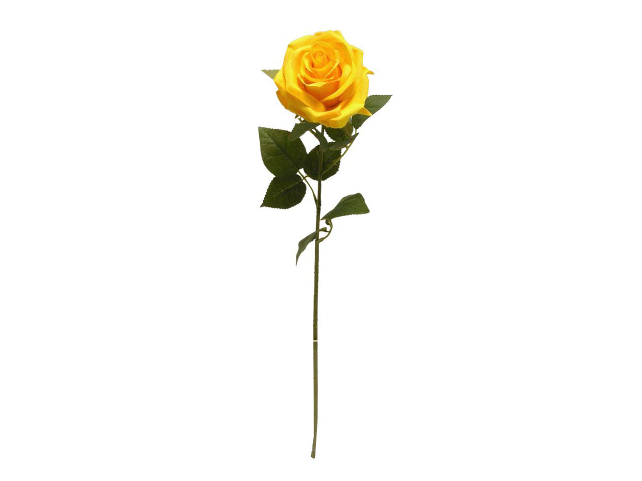 Rosa singola spruzzata 63cm giallo