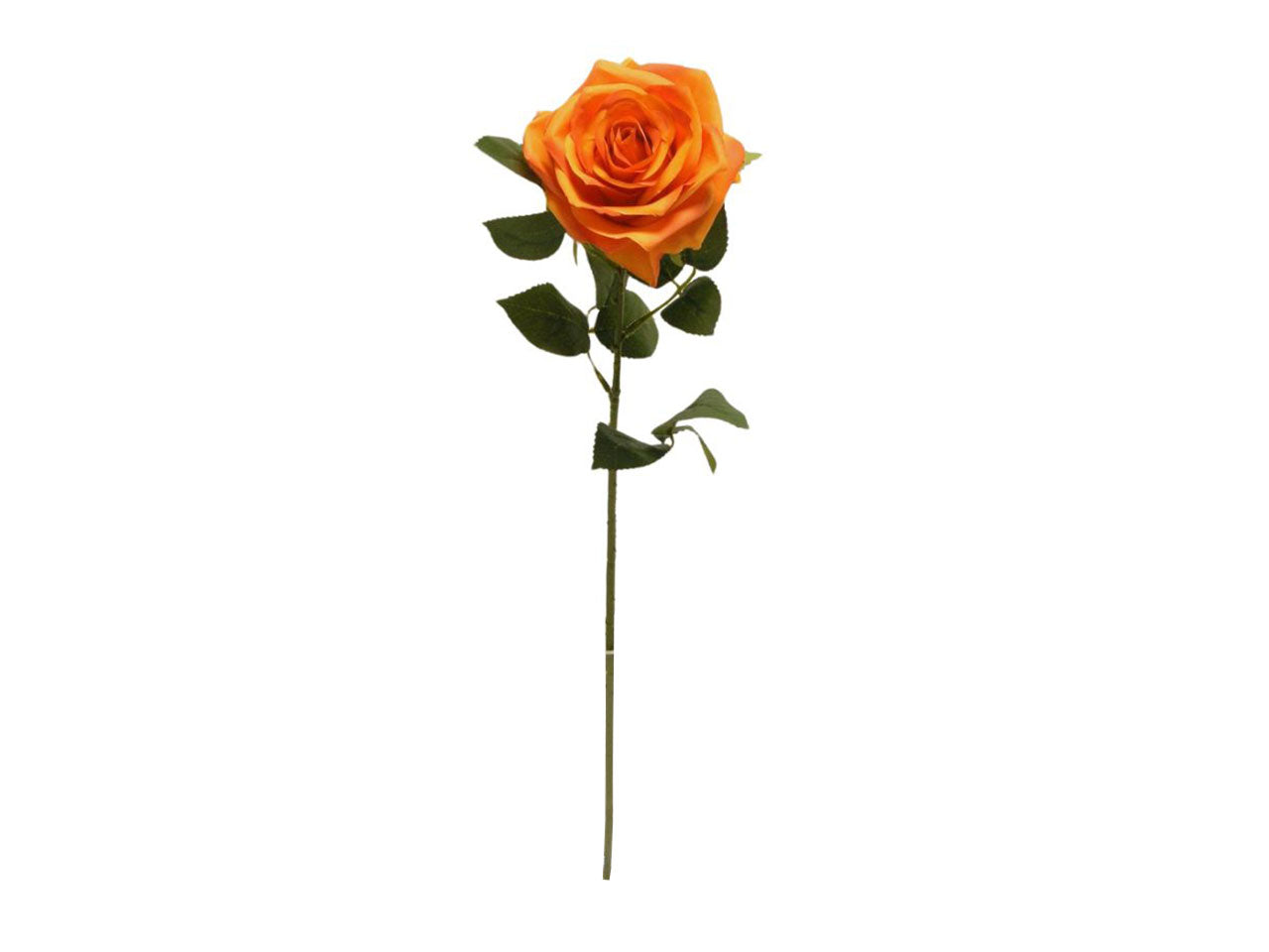 Rosa singola spruzzata 63cm orange