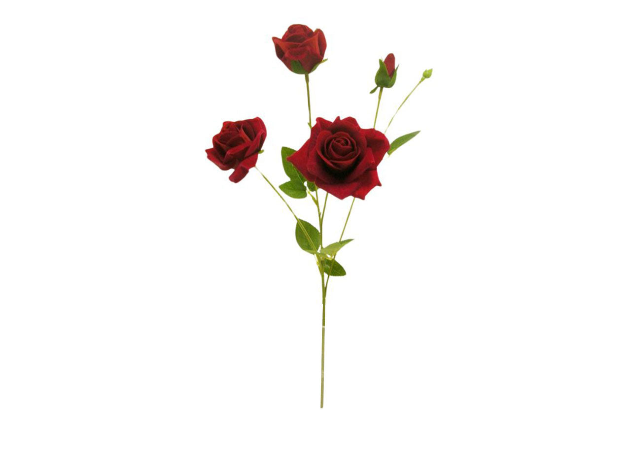 Rosa vellutata spruzzata 2 fiori, 2 gemme rossa