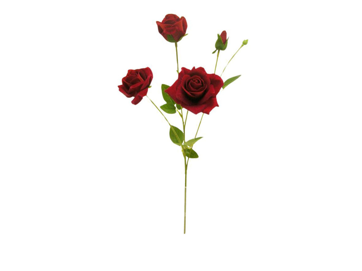 Rosa vellutata spruzzata 2 fiori, 2 gemme rossa