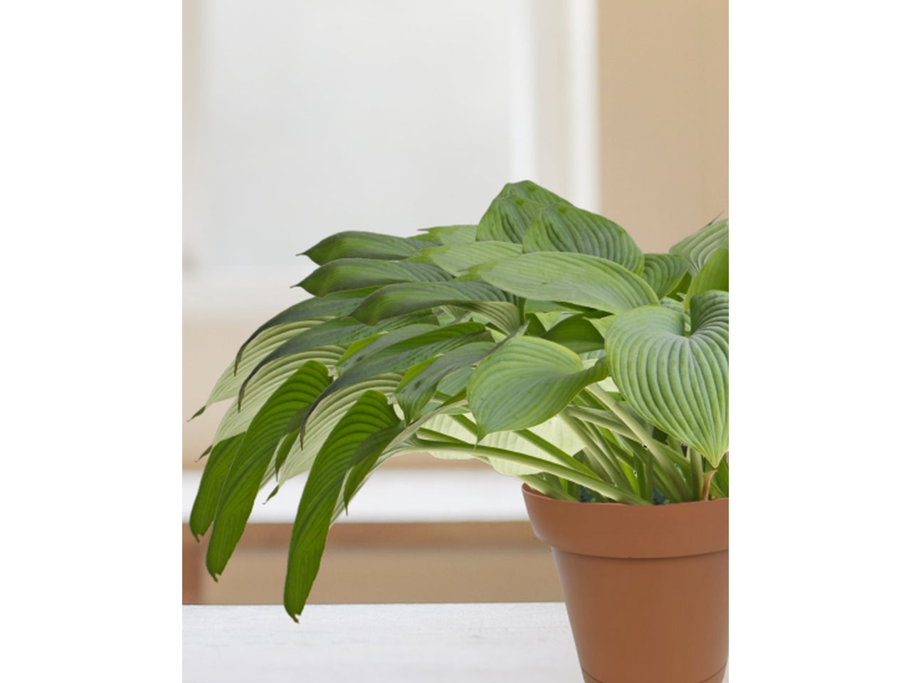 Vaso - linea origine - 25 colore terracotta