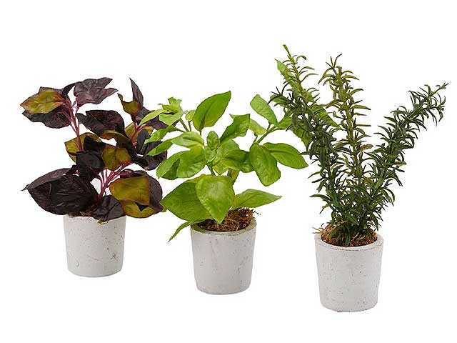 Pianta aromatica piccola ass.802039,95