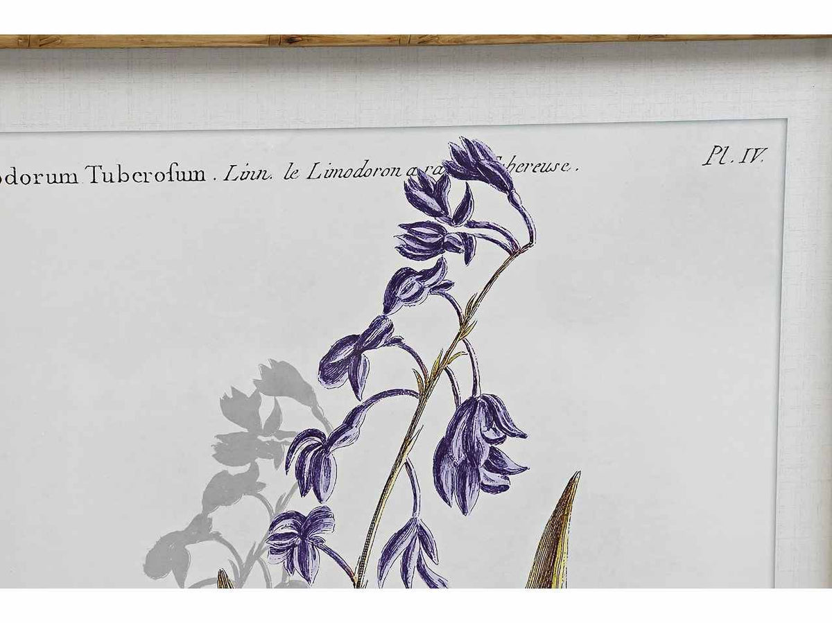 Quadro 50x70cm botanico cu-187490