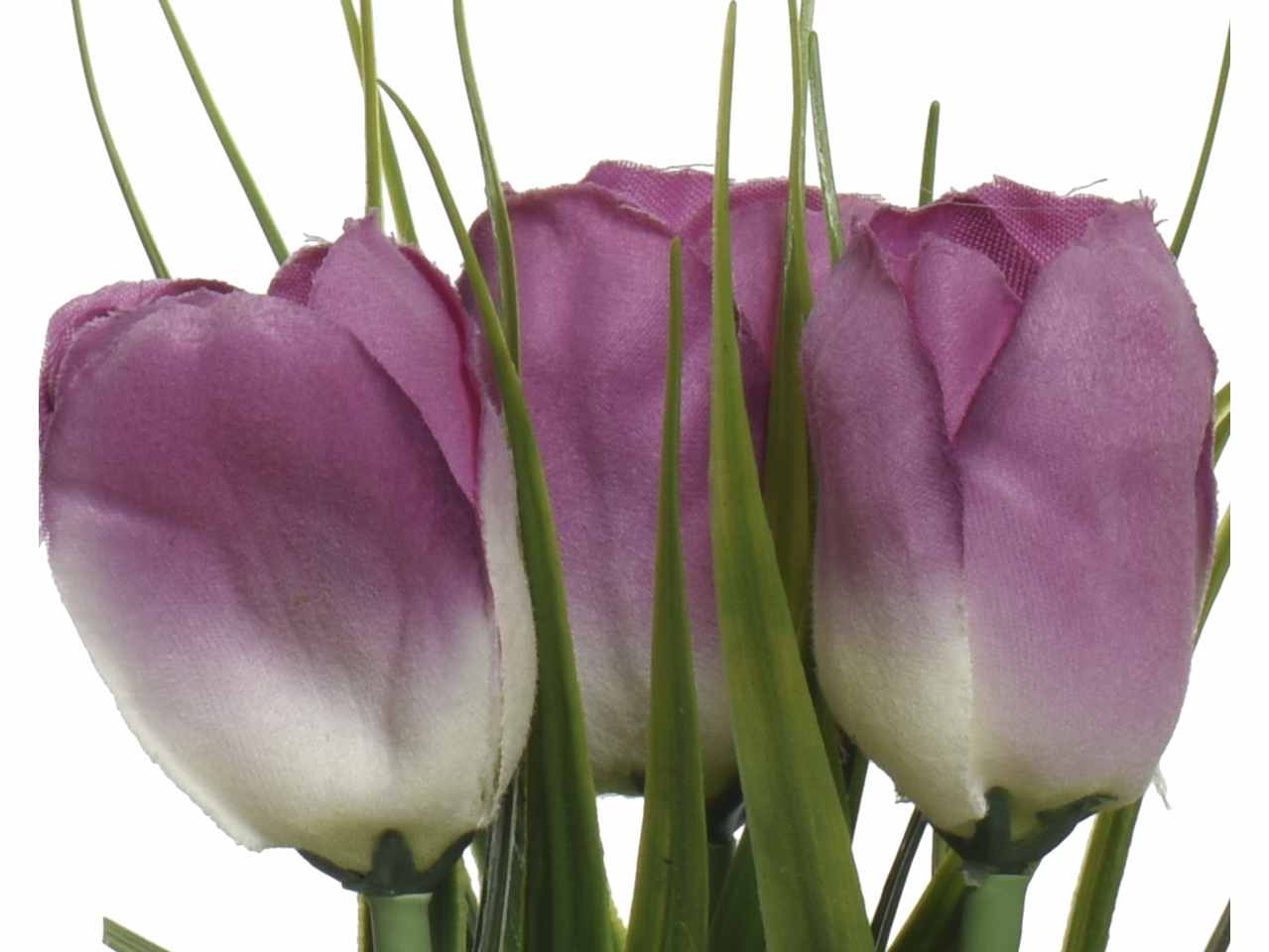 Pianta di tulipano h.17cm colori assortiti rosa, bianco, viola e giallo