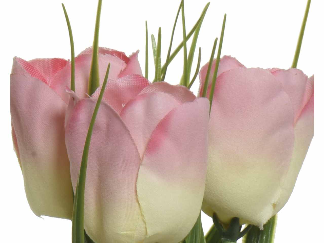 Pianta di tulipano h.17cm colori assortiti rosa, bianco, viola e giallo