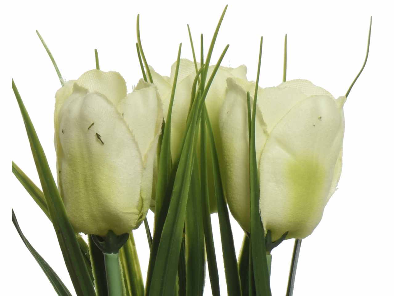Pianta di tulipano h.17cm colori assortiti rosa, bianco, viola e giallo