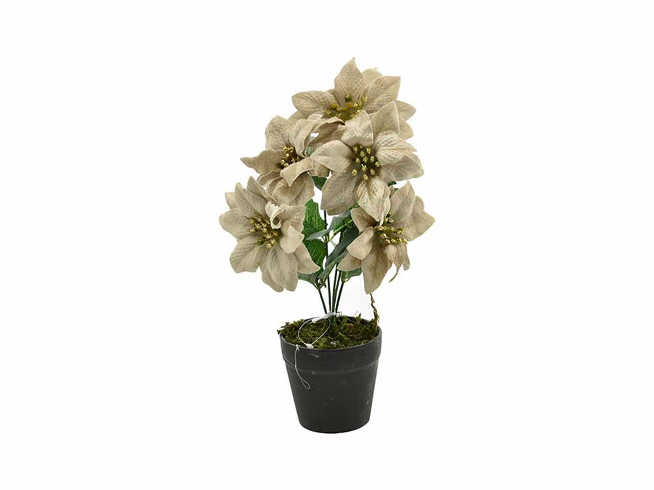 Stella natale con vaso champagne d.8x27xh20