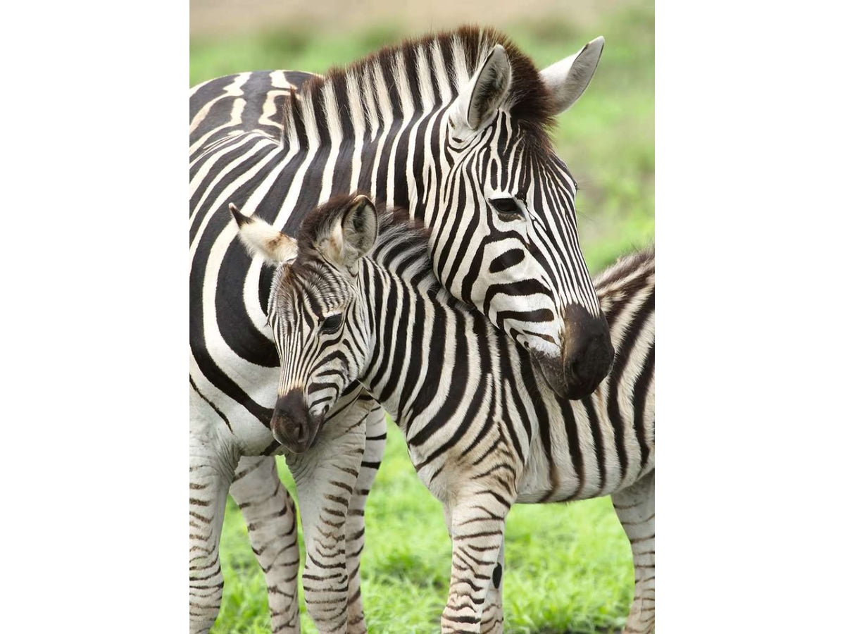Puzzle, Amore di Zebra, 300 Pezzi XXL, Puzzle per Bambini, EtÃ  Raccomandata 9+ - Ravensburger