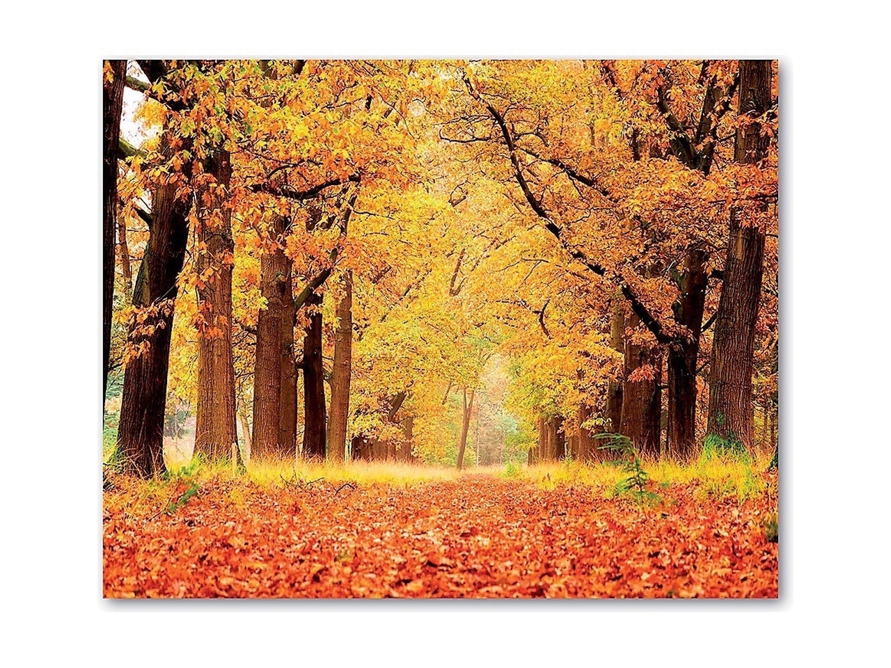 Quadro oleografico su tela foresta multicolor 50x40 cm â Ad Trend