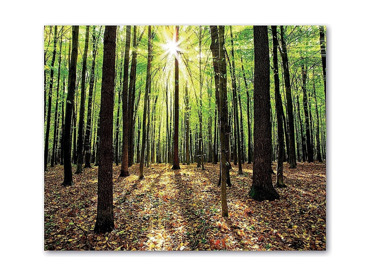 Quadro oleografico su tela foresta multicolor 50x40 cm â Ad Trend