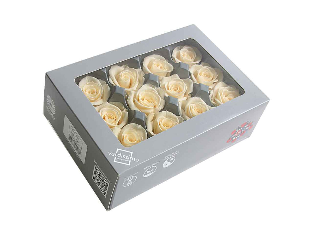 Rosa stabilizzata colore champagne misura d.4cm - la confezione comprende 12 rose