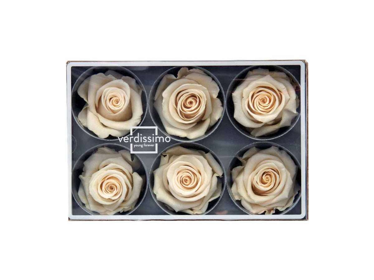Rosa stabilizzata colore champagne misura d.5,5cm - La confezione comprende 6 rose