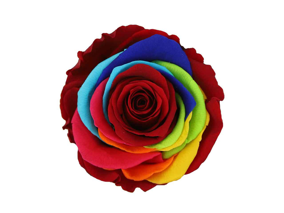 Rosa stabilizzata colore arcobaleno misura d.5,5cm - La confezione comprende 6 rose