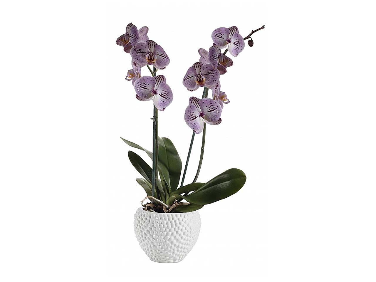 Vaso cachepot portapiante moderno in ceramica lucida bianca con decori a rilievo assortiti, Sparta d12,5xh16 cm - LikÃ²