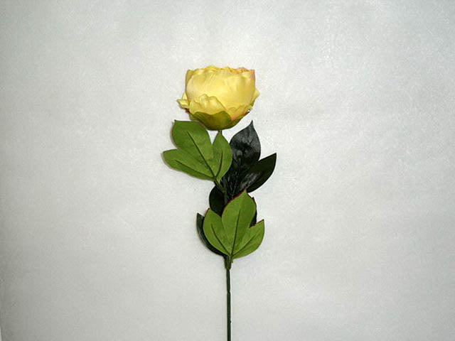 Peonia gialla 8016