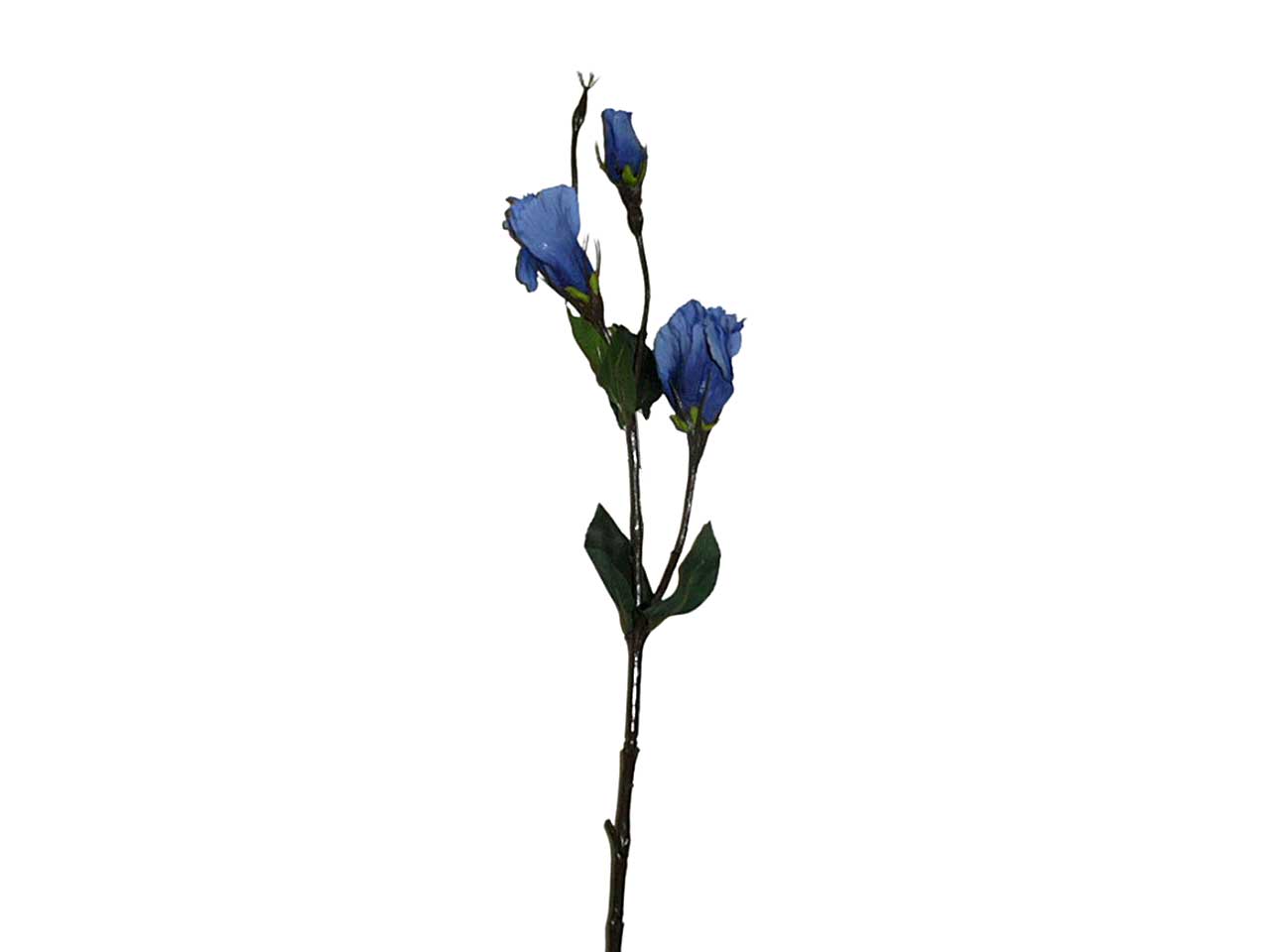 Lisianthus blu 5899