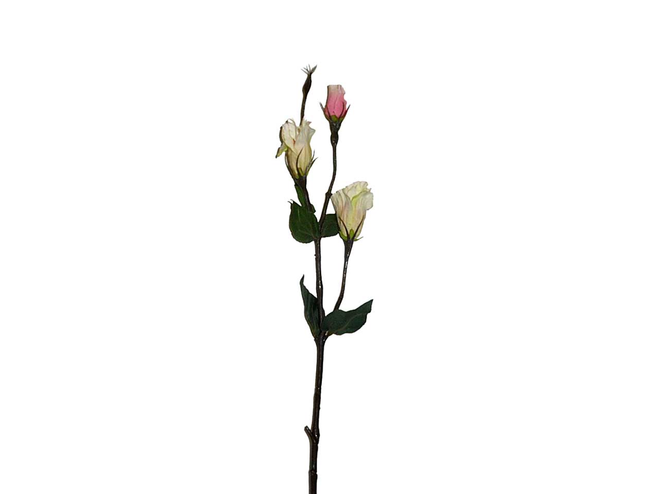 Lisianthus rosa 5899