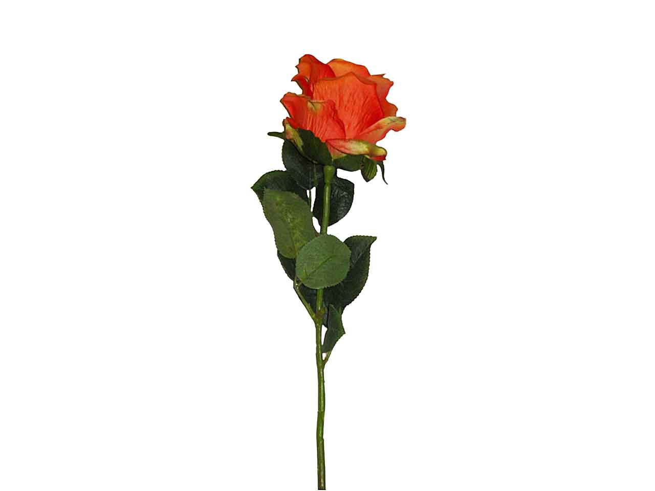 Rosa arancio 9211