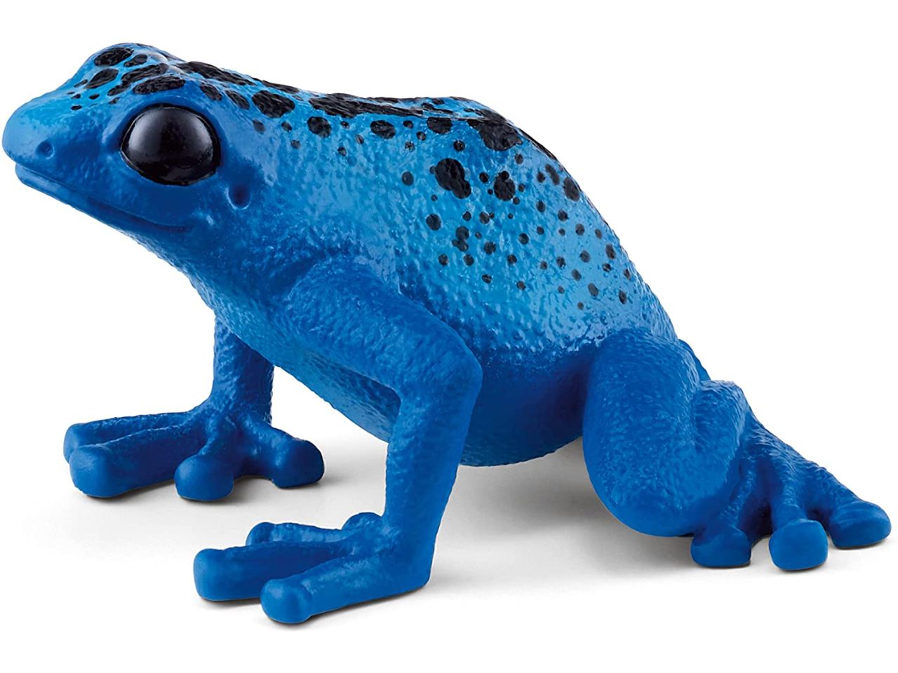 Rana freccia blu
