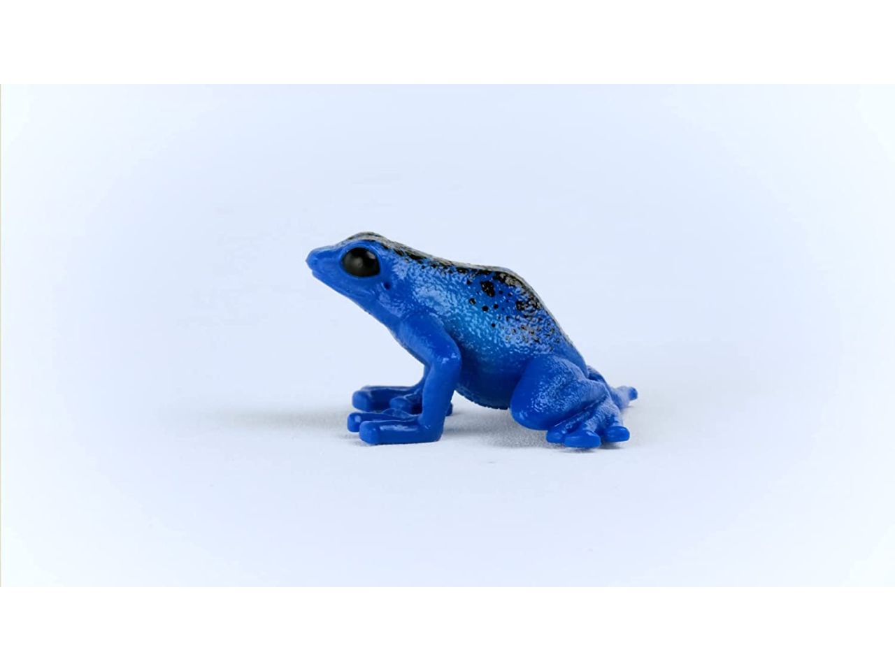 Rana freccia blu