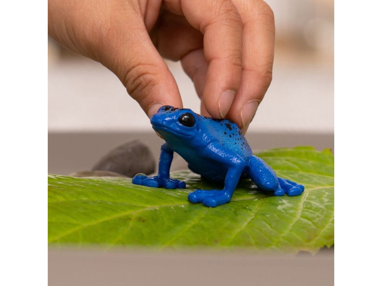 Rana freccia blu