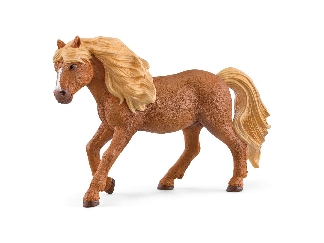 Iceland pony stallone