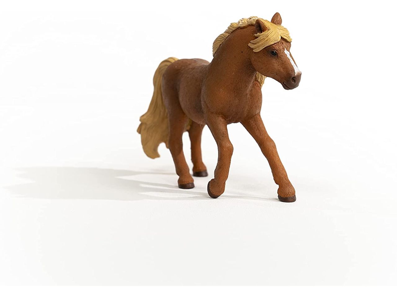 Iceland pony stallone