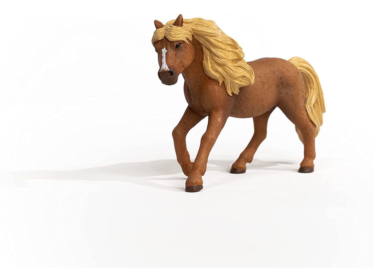 Iceland pony stallone