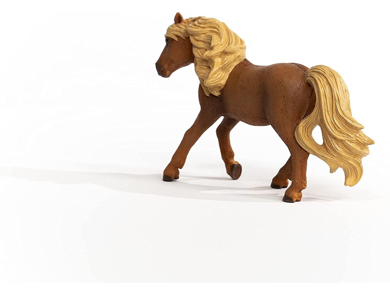 Iceland pony stallone