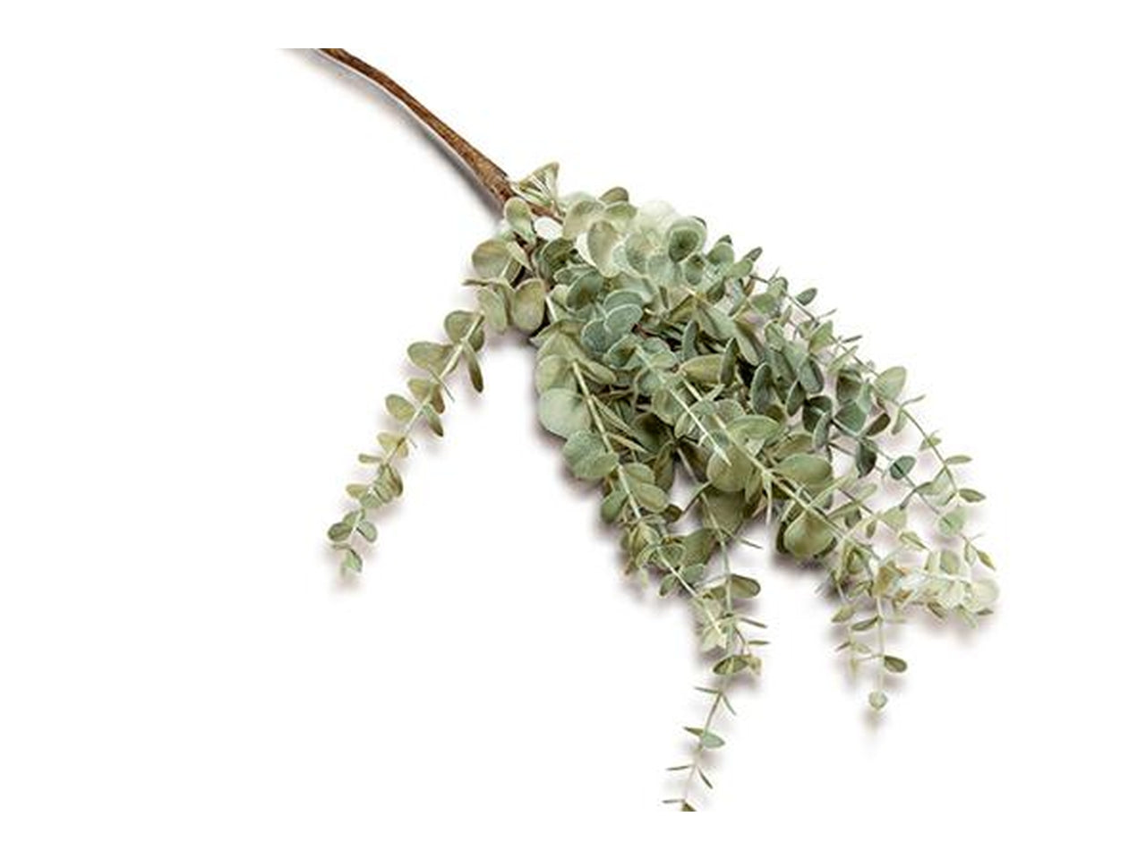 Ramo eucalipto h.68cm verde salvia
