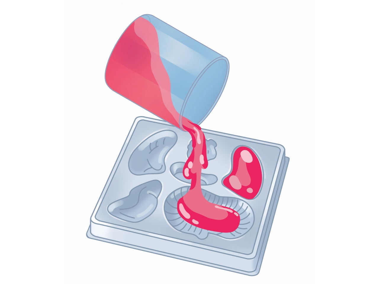 Clementoni Anatomia Scheletro E Organi
