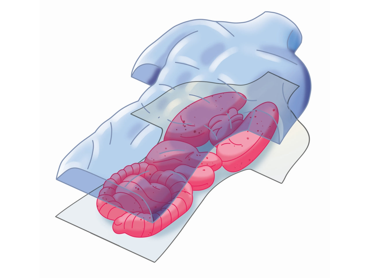 Clementoni Anatomia Scheletro E Organi