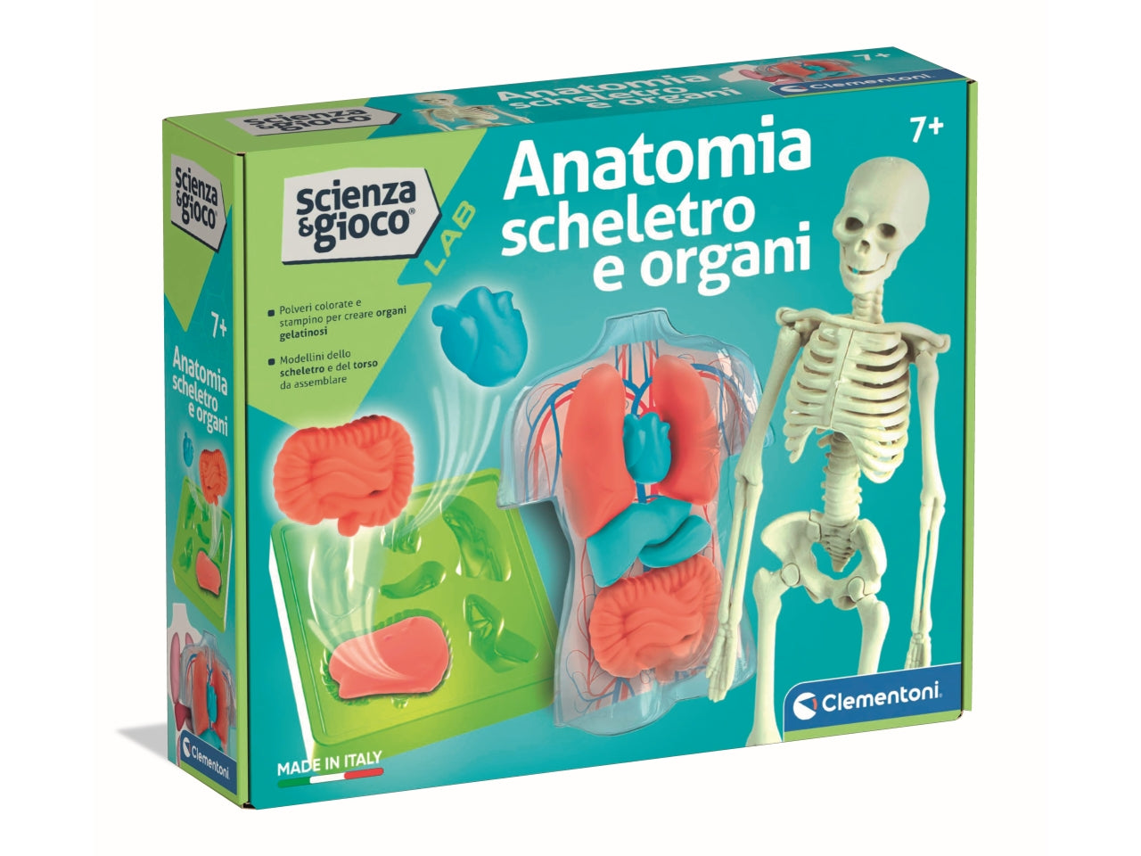 Clementoni Anatomia Scheletro E Organi