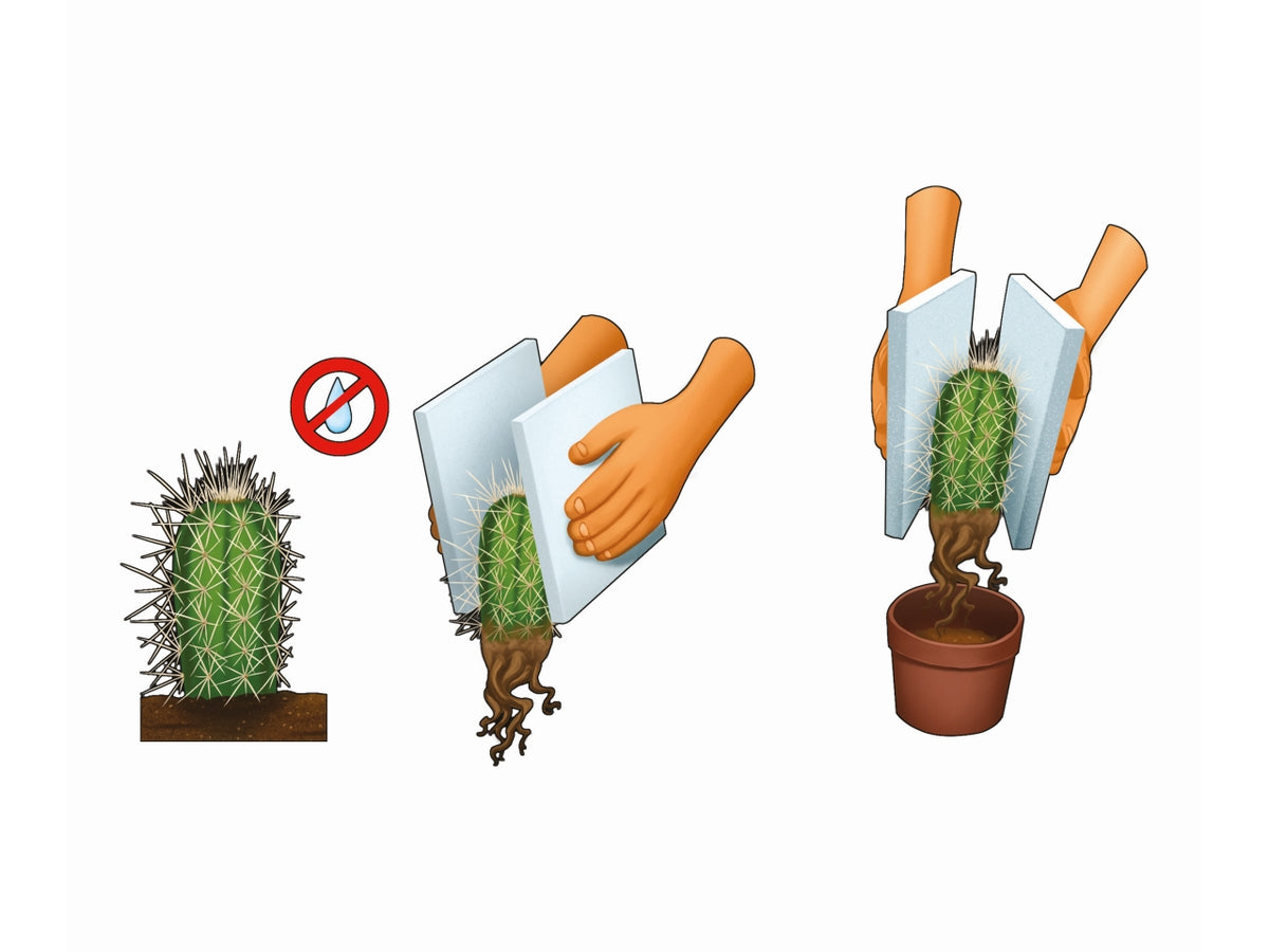 La botanica delle piante grasse
