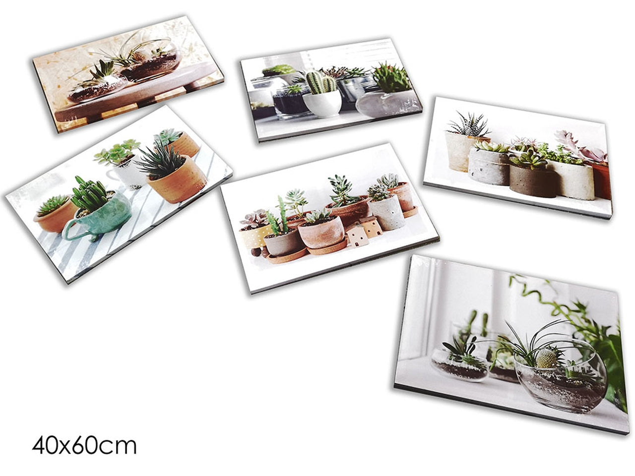 Quadro con piante grasse 60xh40cm in 6 assortimenti