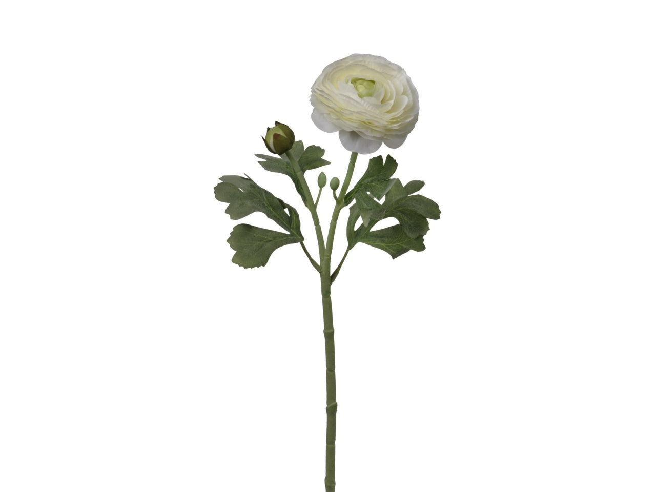 Ramo ranuncolo con 2 fiori 18x18x49cm di colore bianco