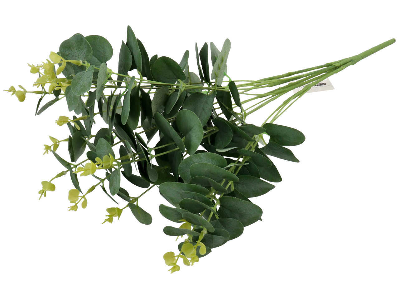 Mazzetto di eucalipto verde naturale
