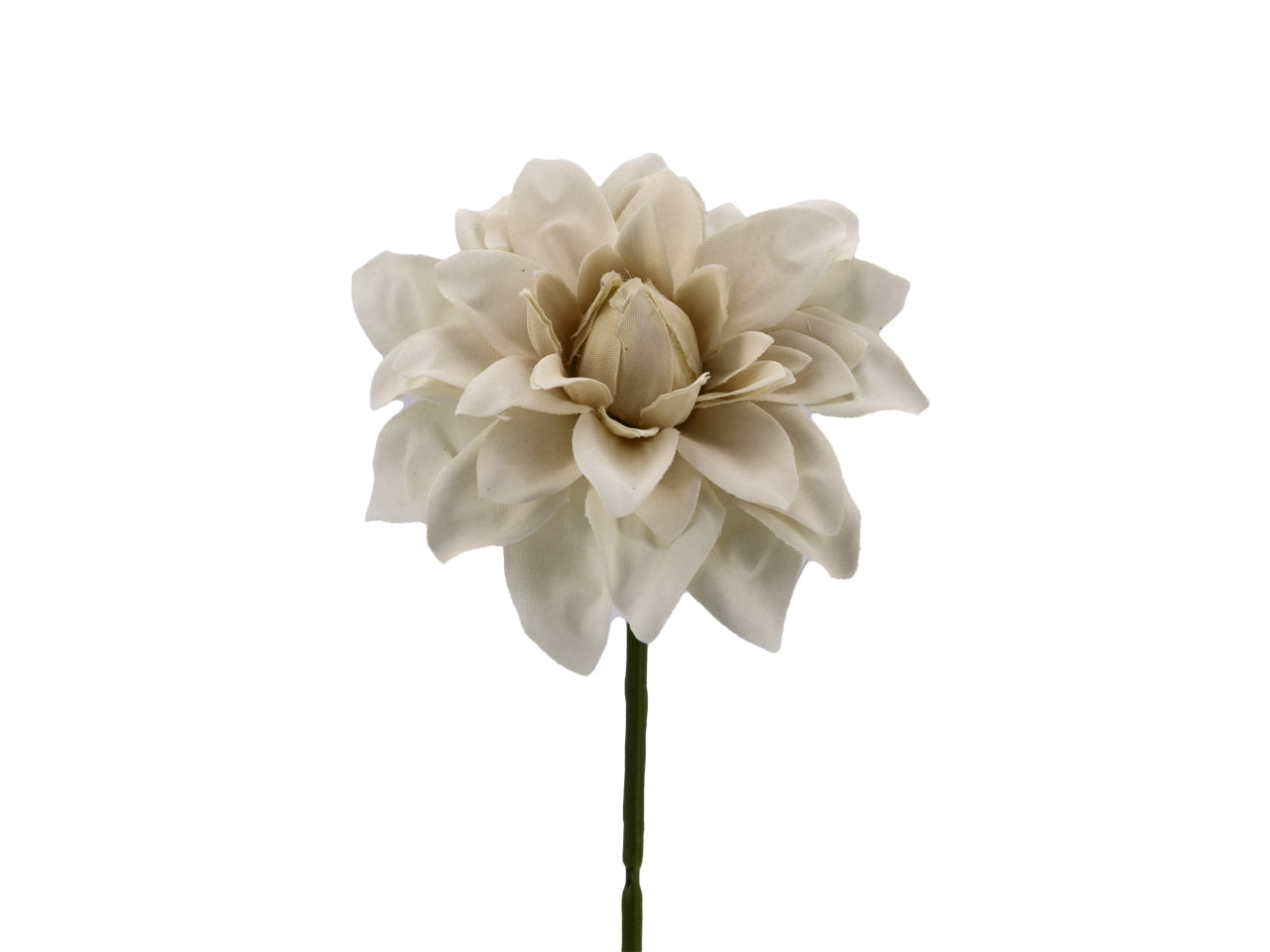 Confezione da 6 dalie piccole beige