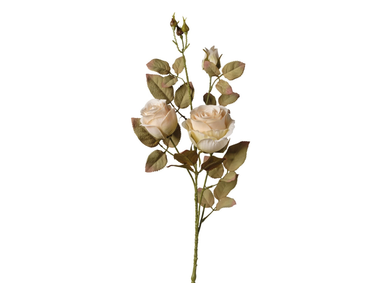 Ramo rosex 3 teste 82cm beige