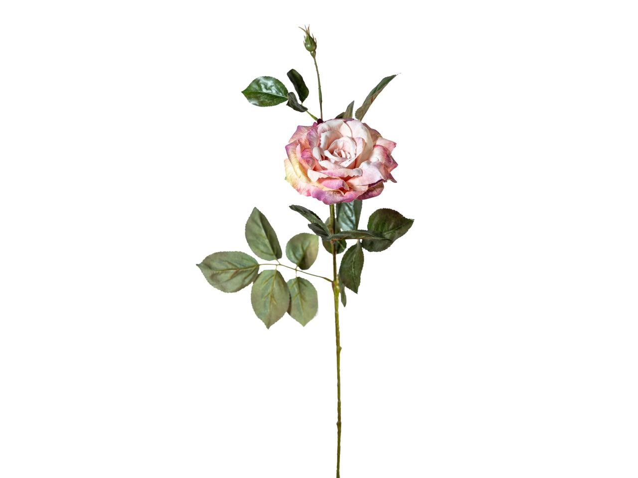 Ramo rosa, fiore con bocciolo rosa