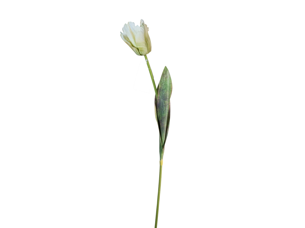 Ramo tulipano 70cm crema verde