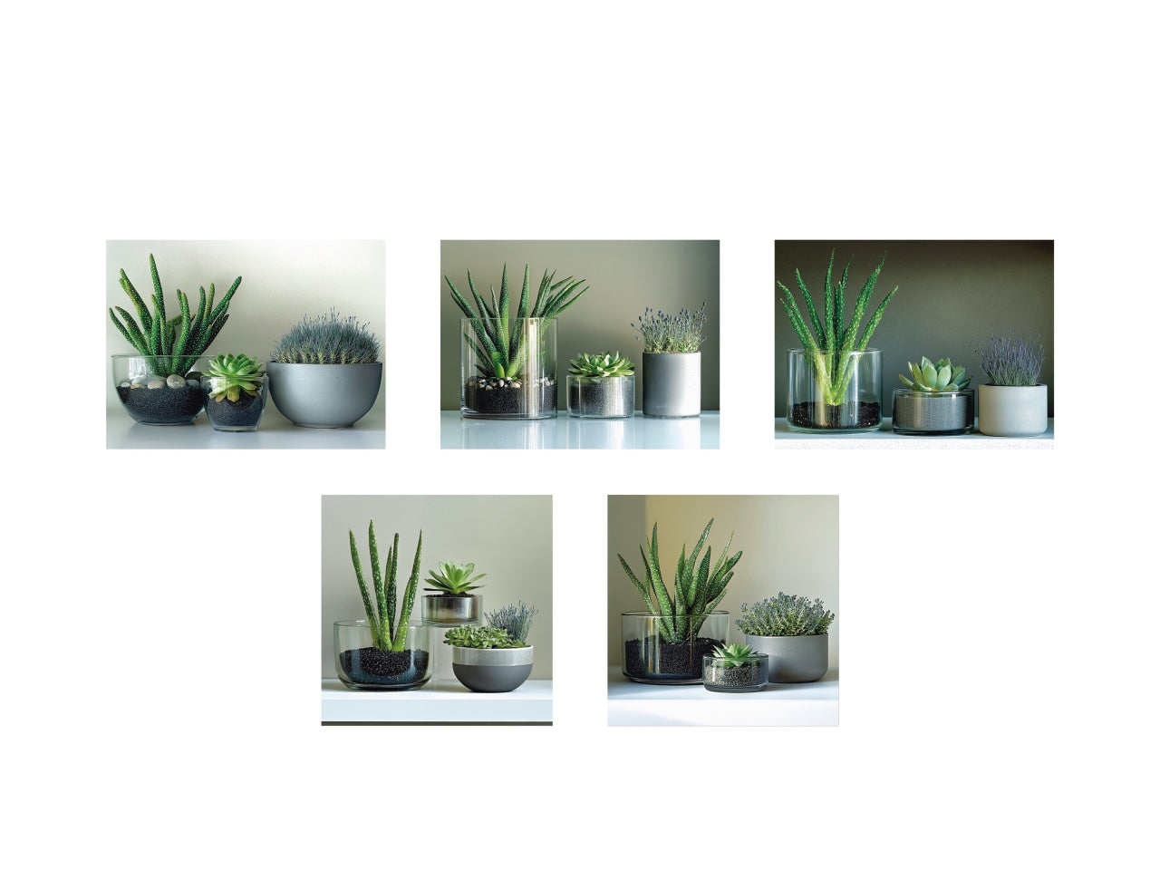 Quadri con piante set da 5 tele 15x20/25x25cm, 2 assortimenti