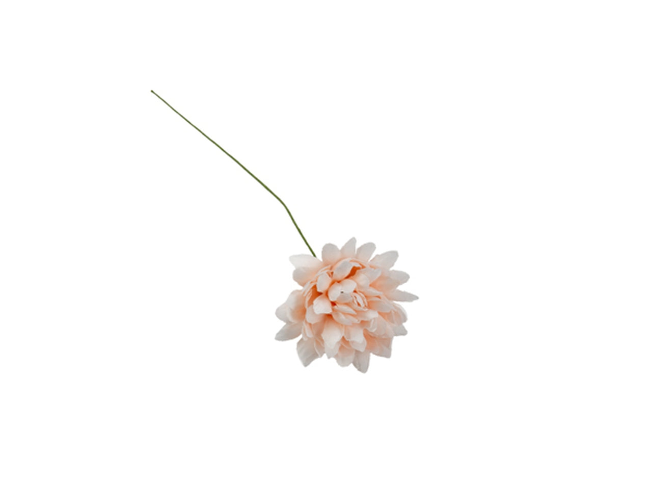 Dalia cipria in confezione da 36 fiori