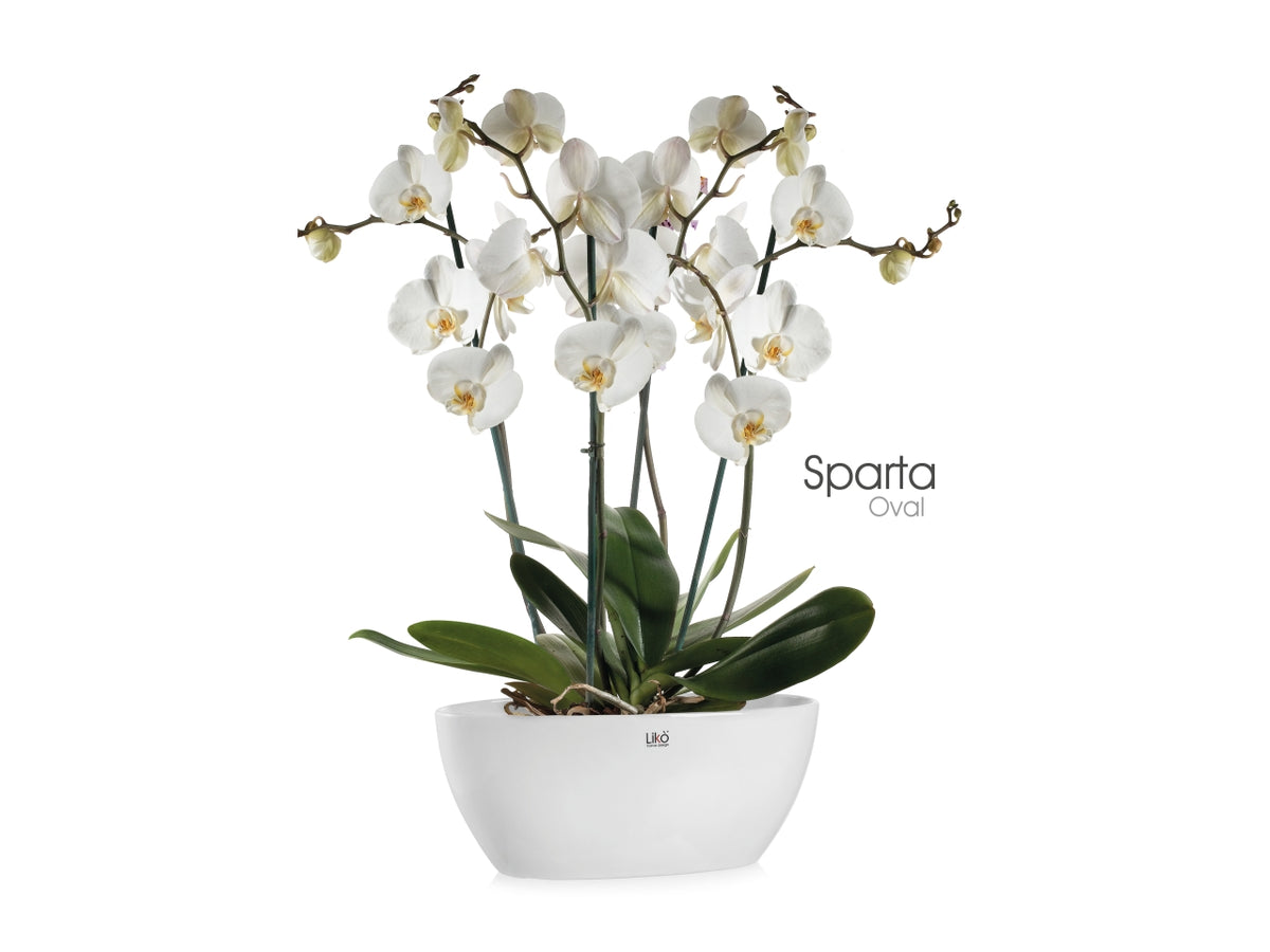 Oval sparta Vaso 35x14xh.15cm bianco