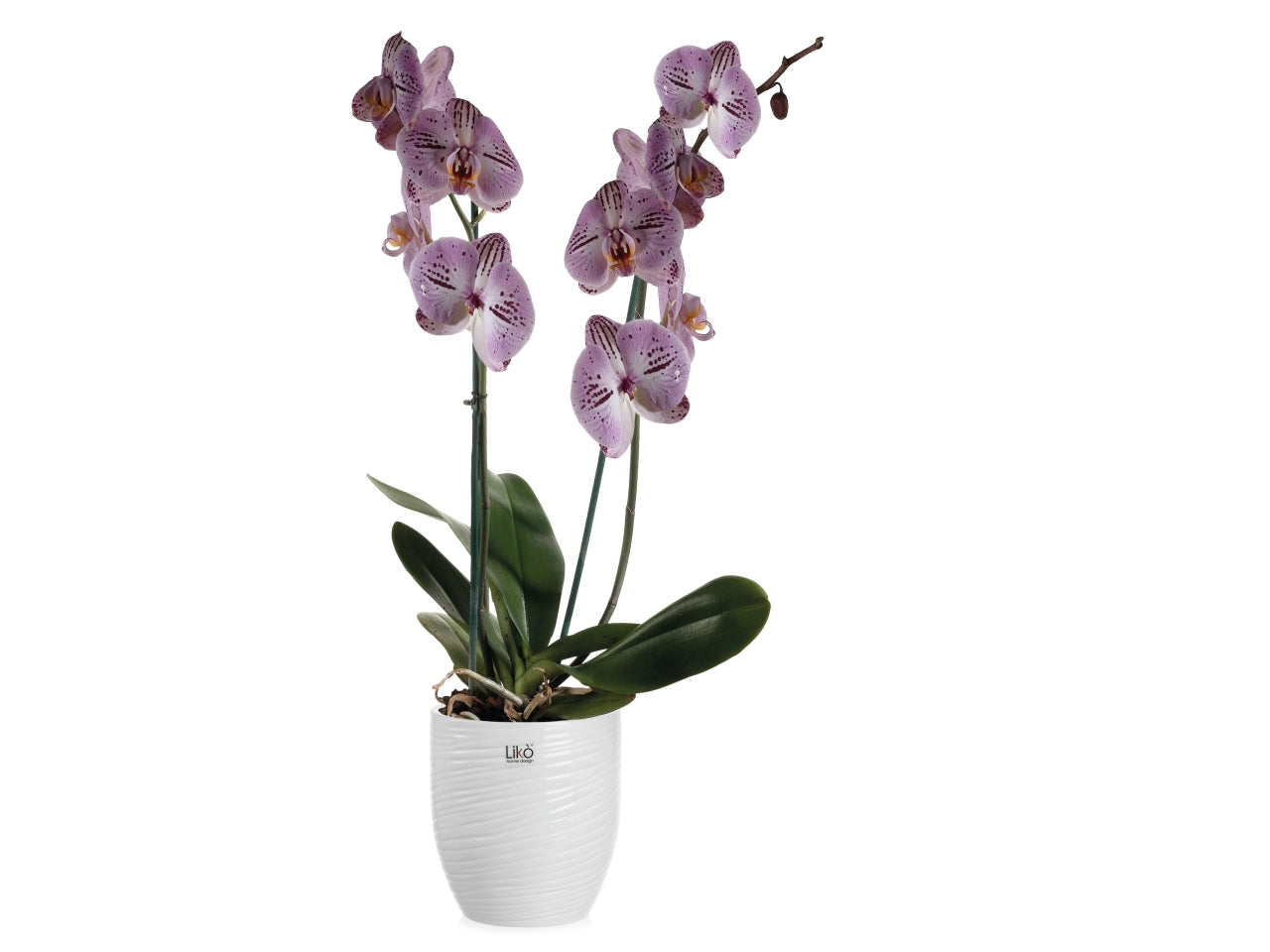 Seattle cachepot d.13xh.14cm bianco
