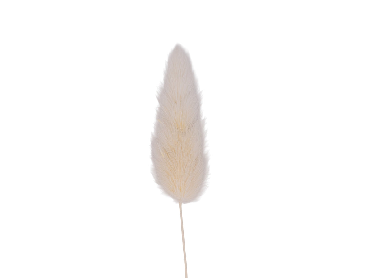 Pampas bianco, confezione da 10 pezzi