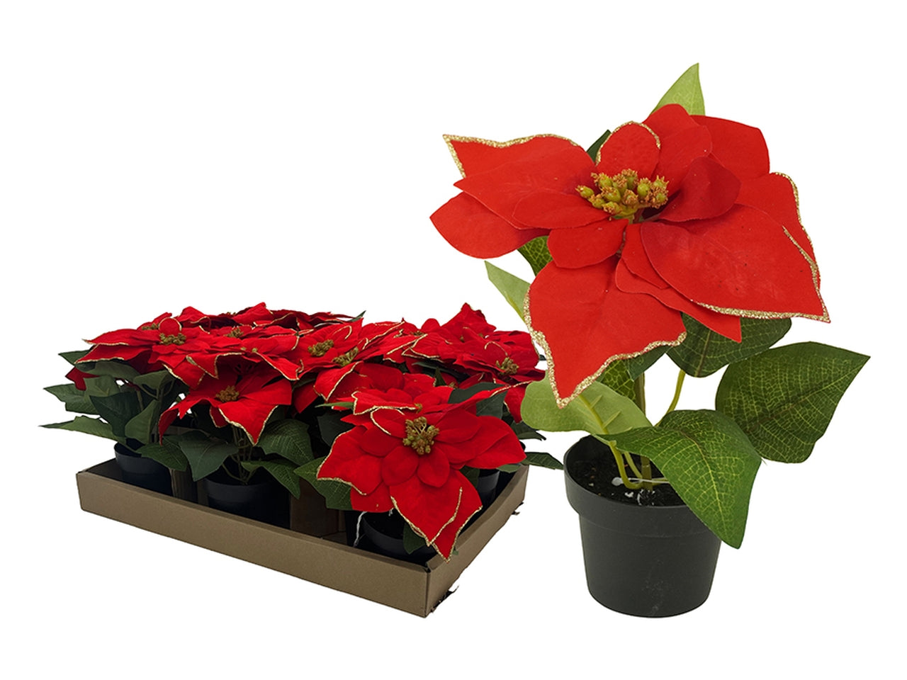 Piantina stella di natale 20cm rossa