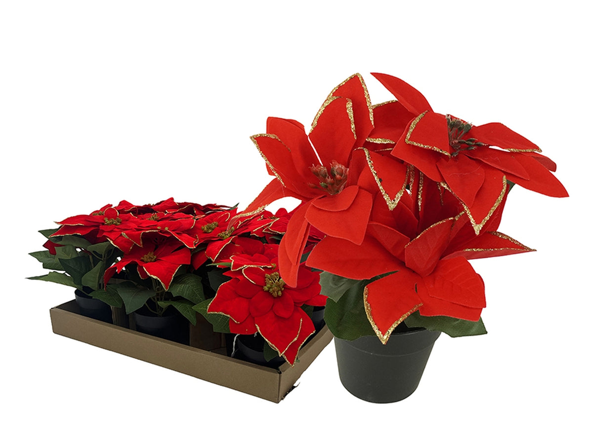 Piantina stella di natale 18cm rossa